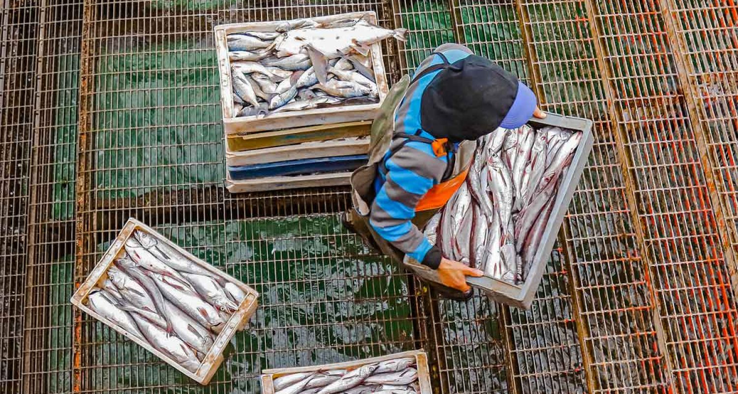 Successful completion of the Pacific Alliance’s Artisanal Fisheries and Aquaculture project